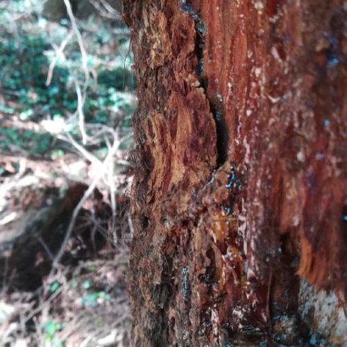 Mordisco y pelo de oso en un pino